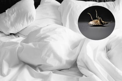 Los mejores consejos para detectar rápidamente las chinches.