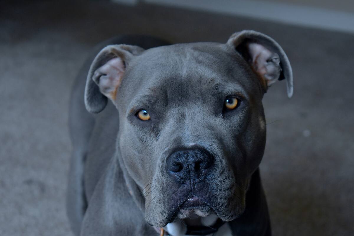 Los mejores cuatro consejos si estás pensando en adoptar un Pitbull