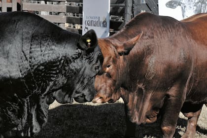 Los mejores ejemplares, en la pista de la Rural del Chaco