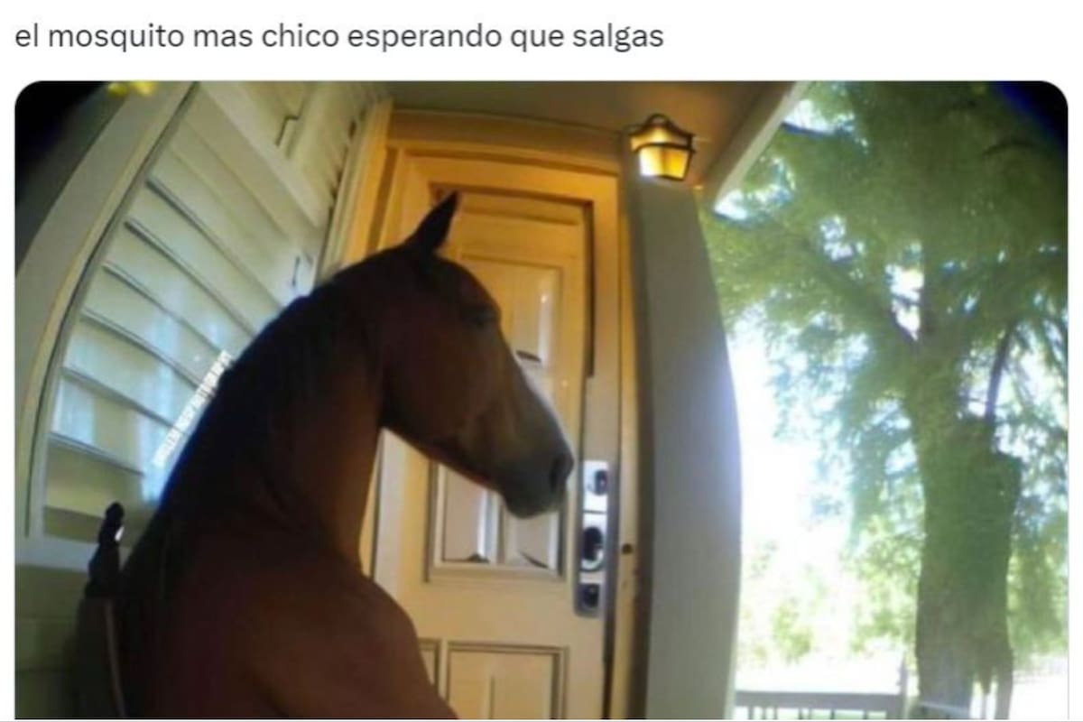 Los mejores memes sobre la invasión de mosquitos