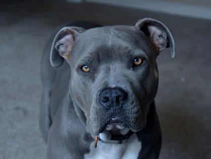 Los mejores nombres para perros pitbull hembras