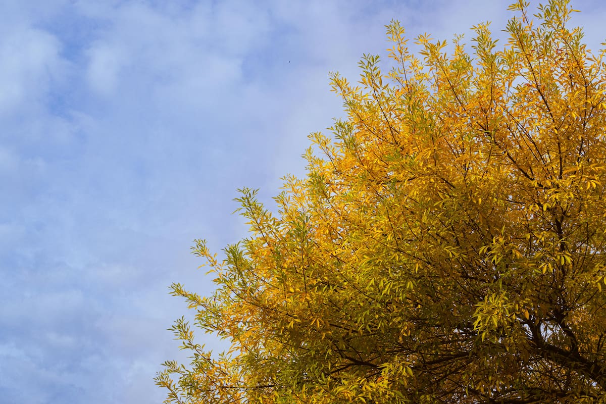 Los mejores rituales para la llegada del otoño