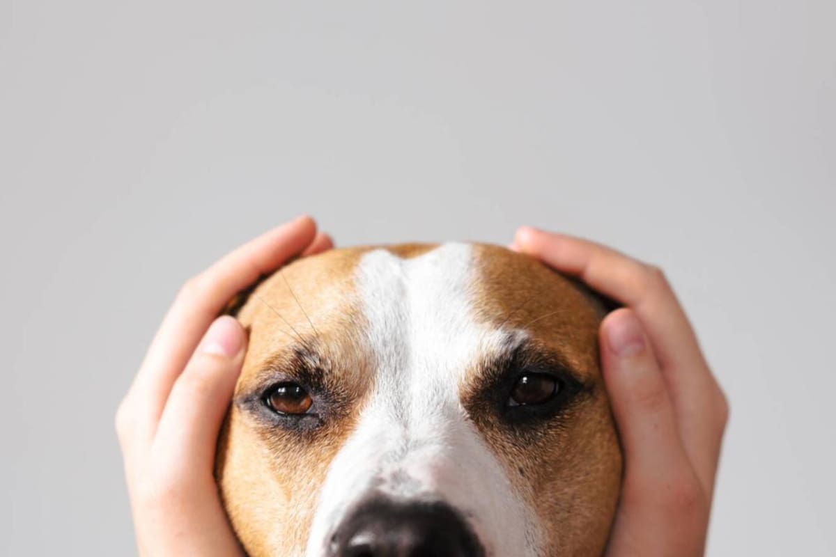 Los mejores trucos para que tu mascota no sufra con el ruido de la pirotecnia