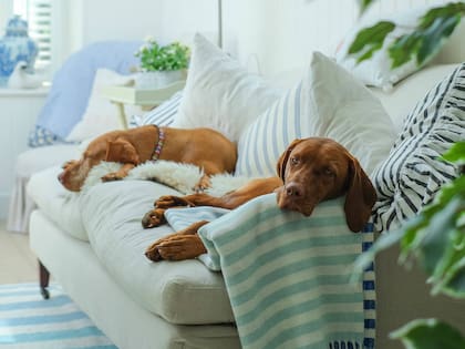 Los mejores trucos para quitar los pelos de las mascotas