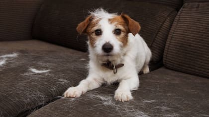 Los mejores trucos para quitar los pelos de las mascotas