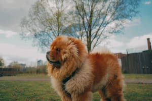 Los métodos para cepillar a los perros que pierden el pelo