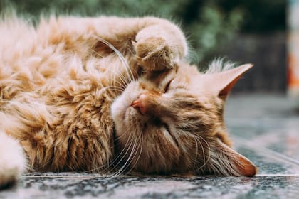 Los métodos que emplean los gatos para expresar su cariño