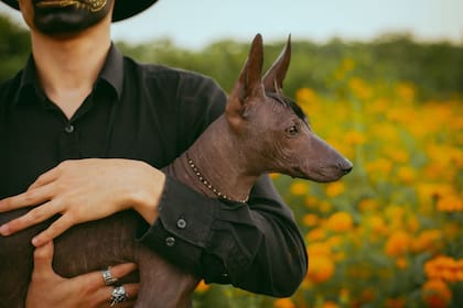 Los mexicanos tienen una fecha especial para conmemorar a las mascotas fallecidas en el Día de Muertos (Pexels/Luis Zambrano)