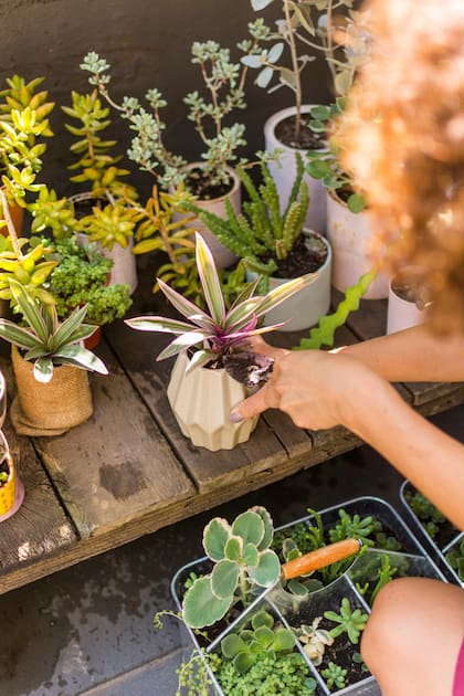 Los microjardines invitan a mirar el jardín de cerca