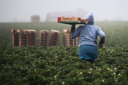 Los migrantes con visas H-2A trabajaban en campos de Georgia, según la causa judicial (la foto es ilustrativa)