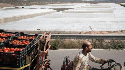 Los migrantes paliaron la escasez de mano de obra en sectores como la agricultura.