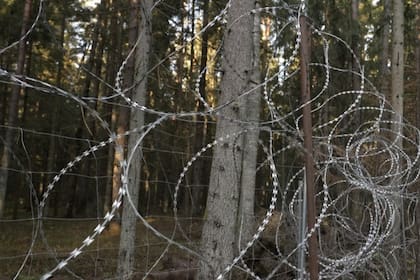 Los migrantes usan escaleras y tenazas para poder cruzar la alambrada instalada por Polonia en 2022.