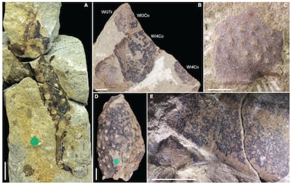 Los millones de años de distancia y la falta de un esqueleto mineralizado hacen que sea muy raro encontrar nuevos fósiles