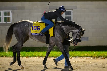 Los mimos de Emily Ellingwood sobre las crines de Napoleón Solo, que el sábado próximo será uno de los ocho participantes de la Breeders' Cup Classic (G1) en Keeneland