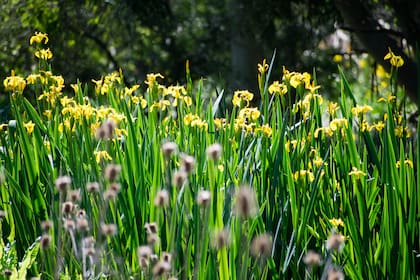 Los mismos fundadores de La Reserva El Destino construyeron un jardín maravilloso. El objetivo, preservar la flora y la fauna autóctona de la costa del Río de la Plata.