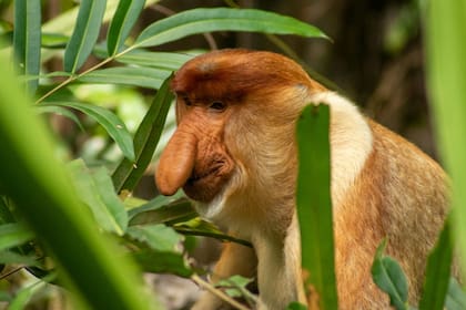 Los misterios detrás de la nariz de los monos que habitan el Sudeste Asiático
