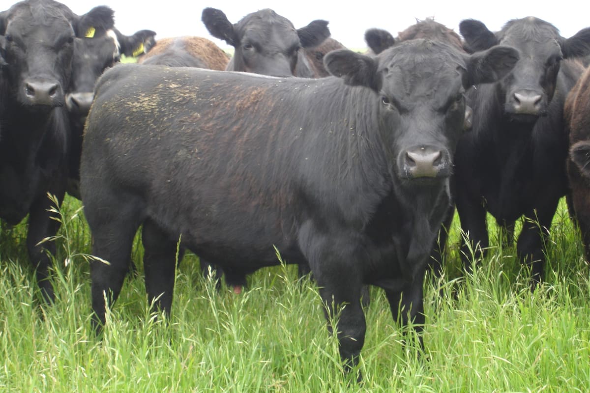 Los modelos pastoriles favorecen la captura de carbono