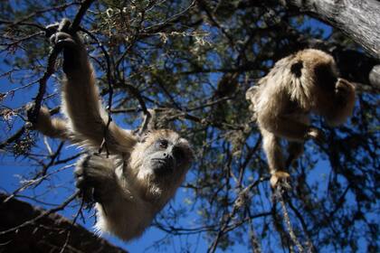 Los monos carayá de la reserva, amenazados por la crisis tras los incendios en Córdoba
