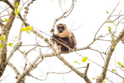 Los monos Carayá de Santa Fe integran la colonia más austral del país.