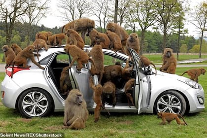 Los monos del parque son conocidos por destrozar los autos de los visitantes