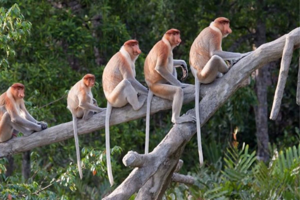 Los monos tienen cola, a diferencia de los humanos y grandes simios