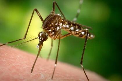 Los mosquitos Aedes aegypti están en el centro de la polémica en Estados Unidos.