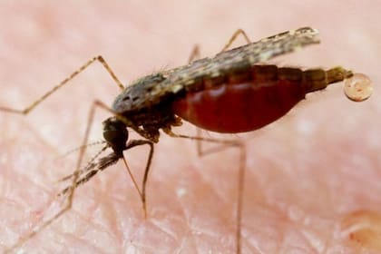 Los mosquitos hembra eliminan el exceso de agua de la sangre