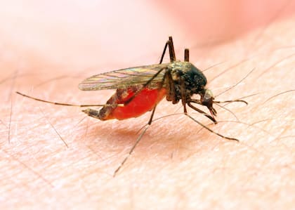 Los mosquitos pican a los seres humanos porque “les atrae una combinación de calor corporal, olor, el dióxido de carbono que los seres humanos y animales exhalan”