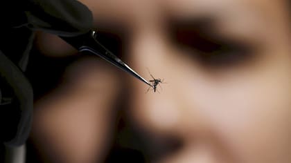 Los mosquitos son el alimento de sapos y murciélagos. Además, ayudan a la polinización de las flores.