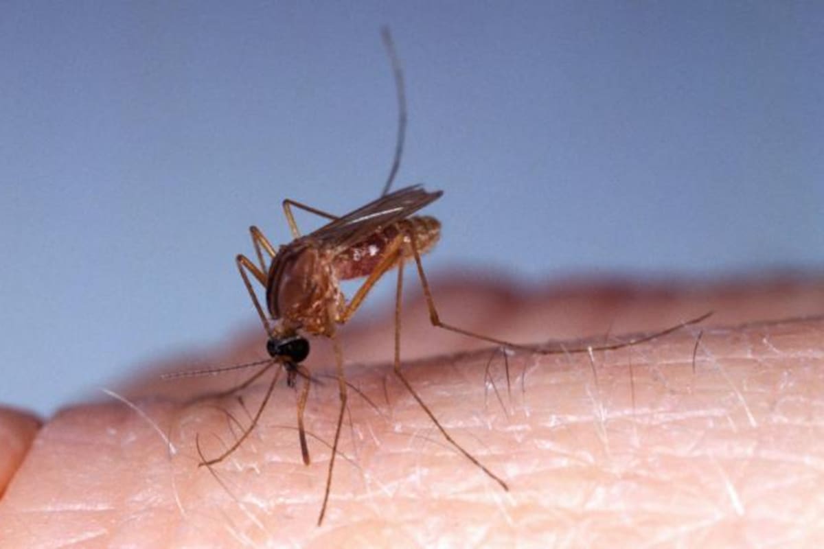 Los mosquitos transmiten el virus oropouche a los humanos a través de sus picaduras.