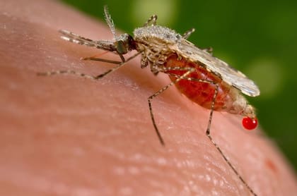 Los mosquitos ya eran un inconveniente en el Antiguo Egipto
