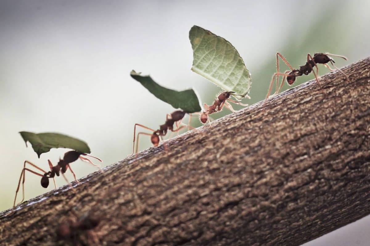 Los motivos detrás de la aparición de las hormigas en el hogar