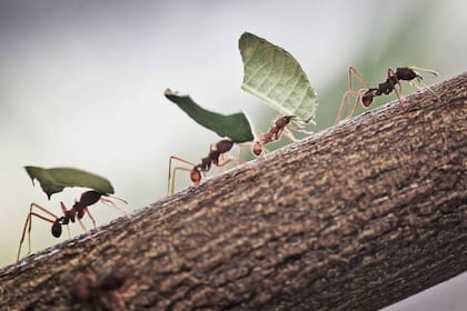 Los motivos detrás de la aparición de las hormigas en el hogar