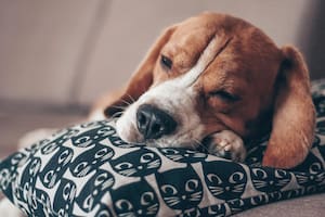Los motivos detrás de la fatiga en perros, según los expertos