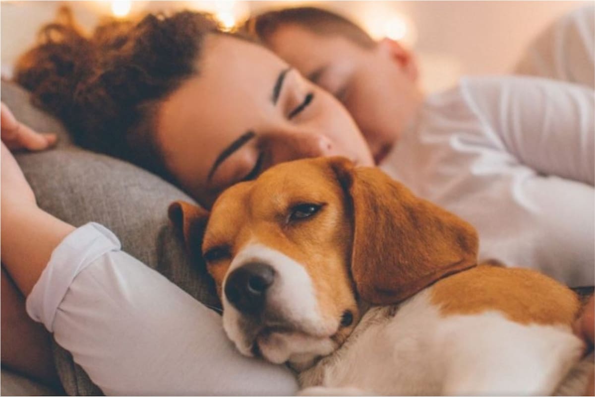 Los motivos por el que los perros eligen la panza de sus dueños para dormirse