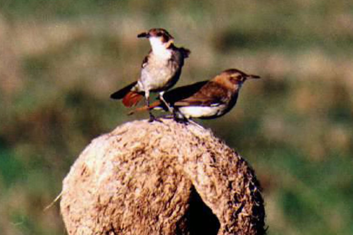 Los motivos por los cuales el hornero se convirtió en el ave nacional del país