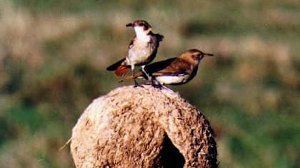 Los motivos por los cuales el hornero se convirtió en el ave nacional del país