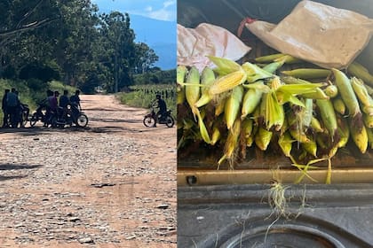 Los "motochorros de choclos" hacen guardia para seguir saqueando un campo con maíz