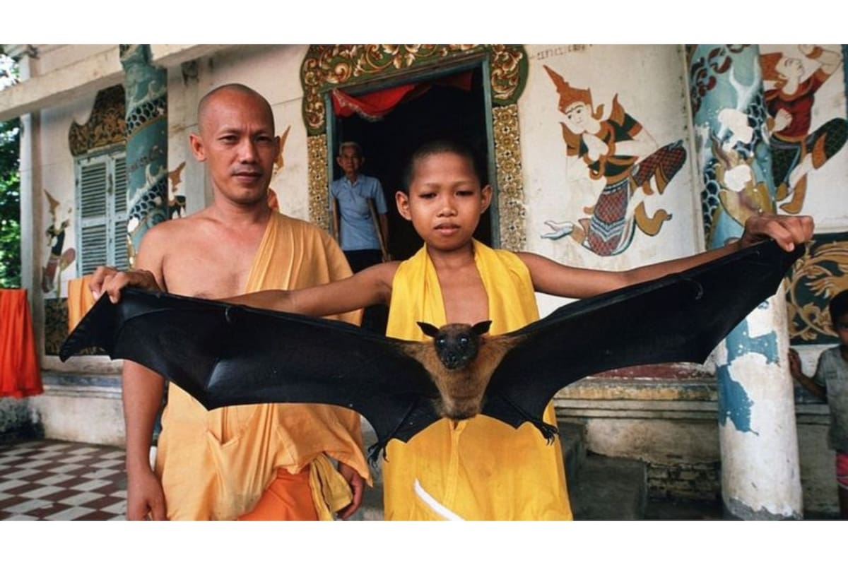 Los murciélagos que comen fruta son habituales en el sur de Asia y son el hábitat perfecto para el virus Nipah