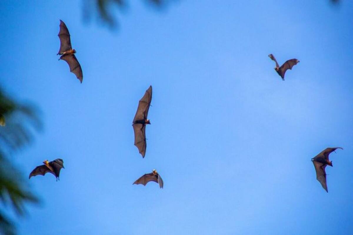 Los murciélagos sobrevuelan el mercado de Battambang defecando y orinando en cualquier sitio