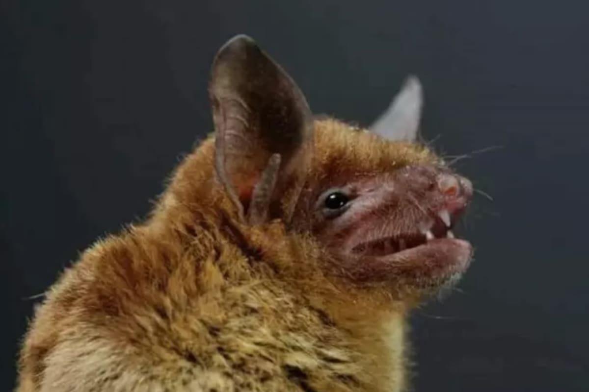 Los murciélagos son una especie reservorio de enfermedades infecciosas