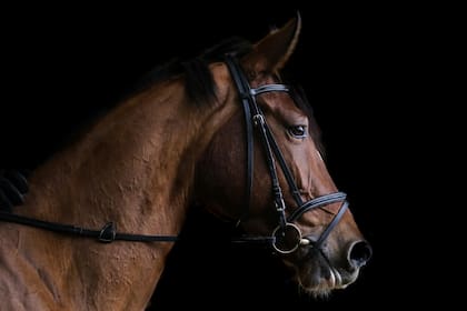 Los nacidos bajo el signo del Caballo de Fuego del horóscopo chino se caracterizan por su elegancia y magnetismo (Unsplash)