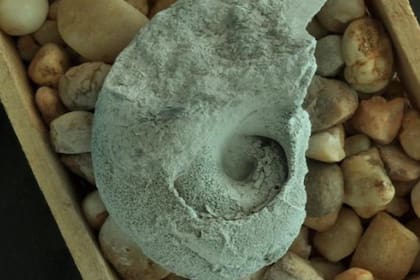 Los nautiloideos de este género vivieron en los mares de todo el mundo hace 210 millones de años (Foto:Pedro Patarroyo)