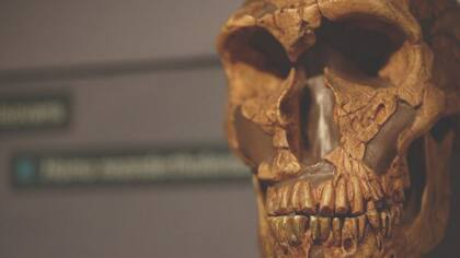 Los neandertales poblaron Europa durante cientos de miles de años hasta que se extinguieron hace 40.000 años