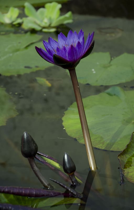 Los nenúfares son plantas de fácil cultivo. El grupo de las tropicales comienzan su desarrollo entre octubre y noviembre. Sus flores se elevan por encima de la superficie y son ligeramente perfumadas. Existen de todos los colores e incluso de floración nocturna.