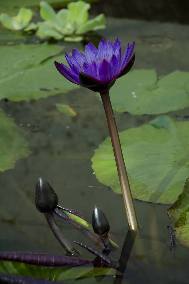 Los nenúfares son plantas de fácil cultivo. El grupo de las tropicales comienzan su desarrollo entre octubre y noviembre. Sus flores se elevan por encima de la superficie y son ligeramente perfumadas. Existen de todos los colores e incluso de floración nocturna.