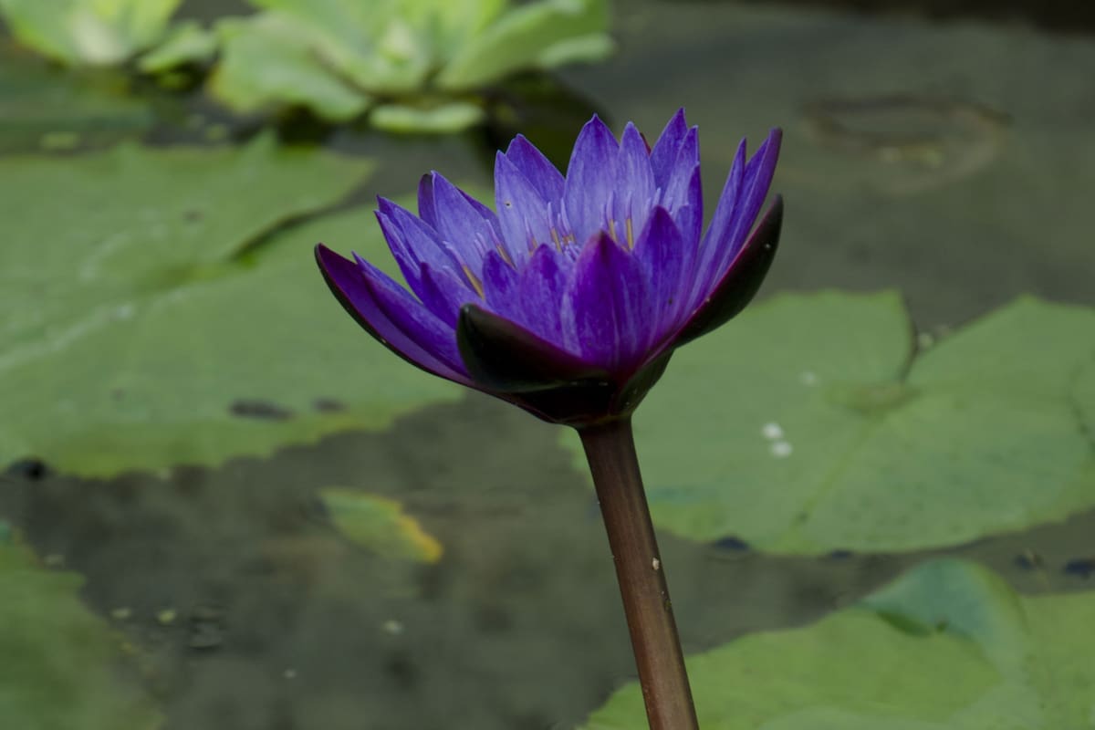 Los nenúfares son plantas de fácil cultivo. El grupo de las tropicales comienzan su desarrollo entre octubre y noviembre. Sus flores se elevan por encima de la superficie y son ligeramente perfumadas. Existen de todos los colores e incluso de floración nocturna.