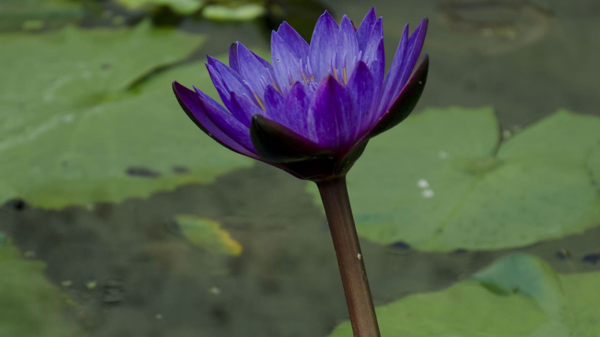 Los nenúfares son plantas de fácil cultivo. El grupo de las tropicales comienzan su desarrollo entre octubre y noviembre. Sus flores se elevan por encima de la superficie y son ligeramente perfumadas. Existen de todos los colores e incluso de floración nocturna.