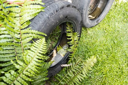Los neumáticos con restos de agua son potenciales criaderos
