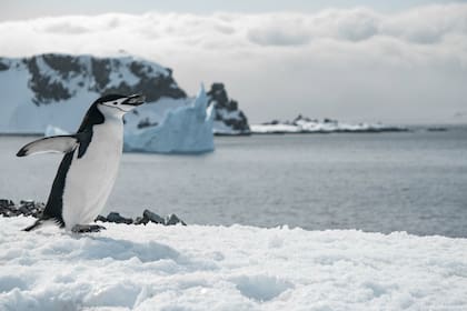 Los nidos pertenecían a una especie de pez adaptada al frío extremo (Foto: Freepik)